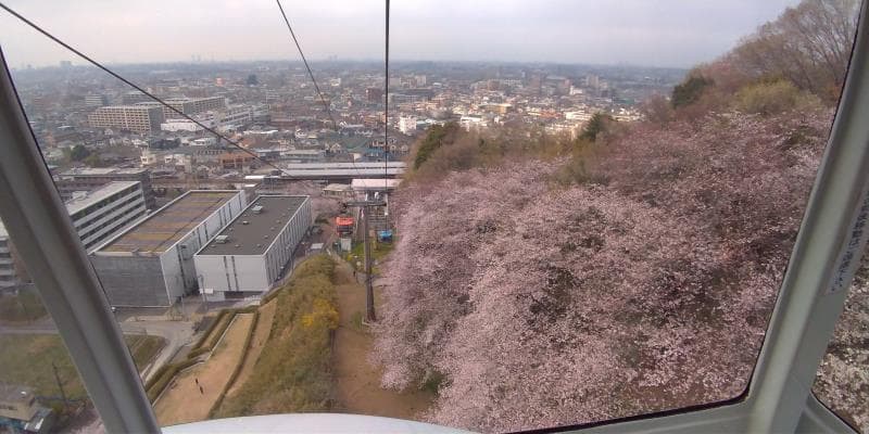 桜の遠景に街が広がり、よい眺め