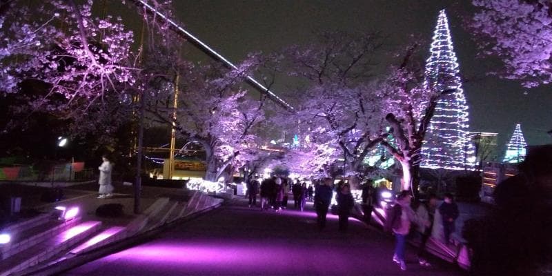 よみうりランドの桜のライトアップ