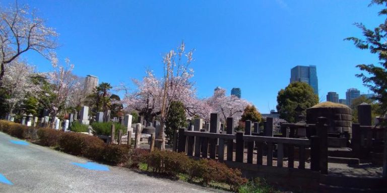 青山霊園の桜とビル群