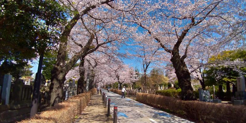 満開の桜が心地よい青山霊園