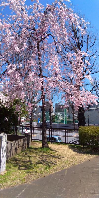 青山霊園の枝垂桜