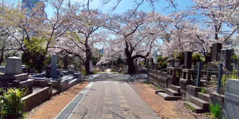 春の暖かな日差しを浴びる桜とお墓