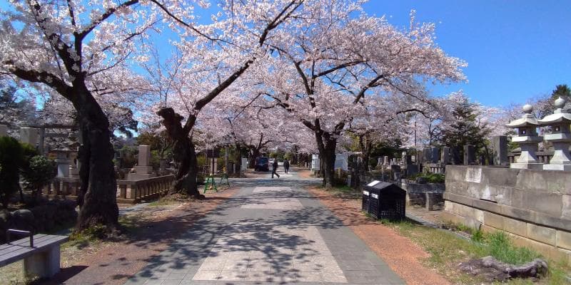 青空に映える青山霊園の桜