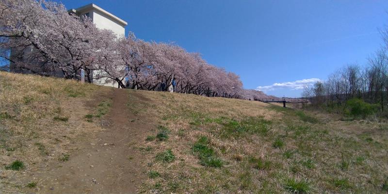 土手の下から桜並木を見上げた様子