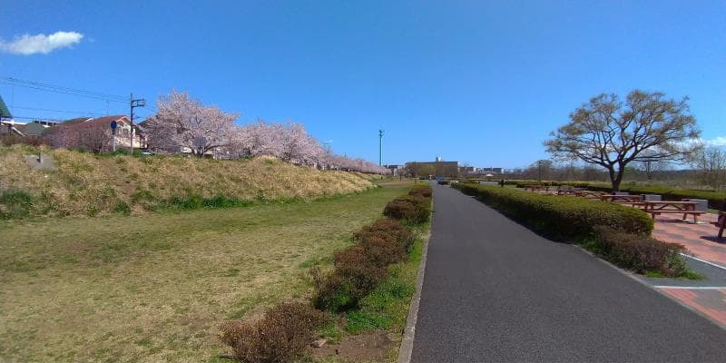 福生の桜並木に到着