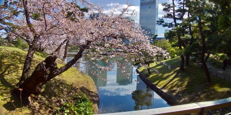 浜離宮の菜の花畑と遅咲き桜 規模は小さめ 見頃期 開花状況も解説 東京 中央区 東京チカーバ 東京と近場の観光 散歩スポットを巡るブログ