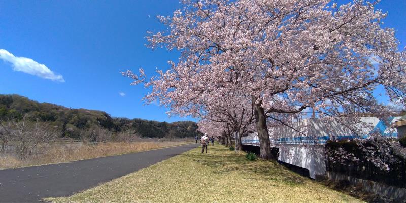 羽村市上水公園脇の桜並木