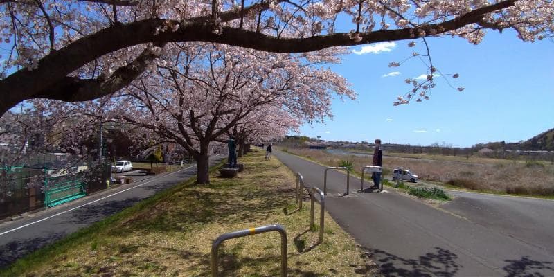多摩川沿いの桜並木を振り返って眺める