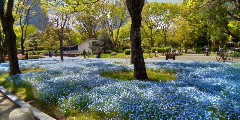 日比谷公園でネモフィラとチューリップが競演 見頃 場所がどこかも解説 東京 千代田区 東京チカーバ 東京と近場の観光 散歩スポットを巡るブログ