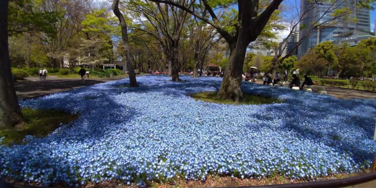 日比谷公園でネモフィラとチューリップが競演 見頃 場所がどこかも解説 東京 千代田区 東京チカーバ 東京と近場の観光 散歩スポットを巡るブログ