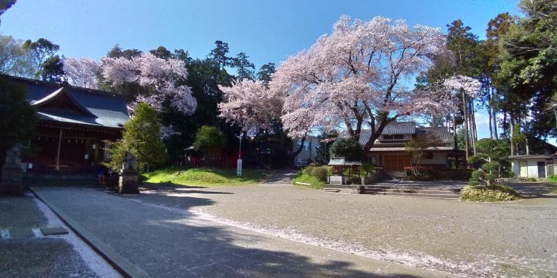 二宮神社の境内に咲く桜