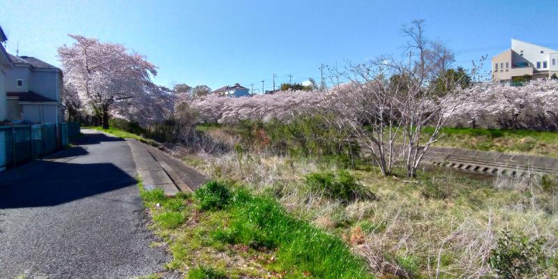 平井川の桜並木のスタート地点