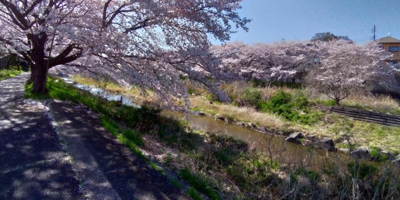 平井川の両岸に植わっている桜