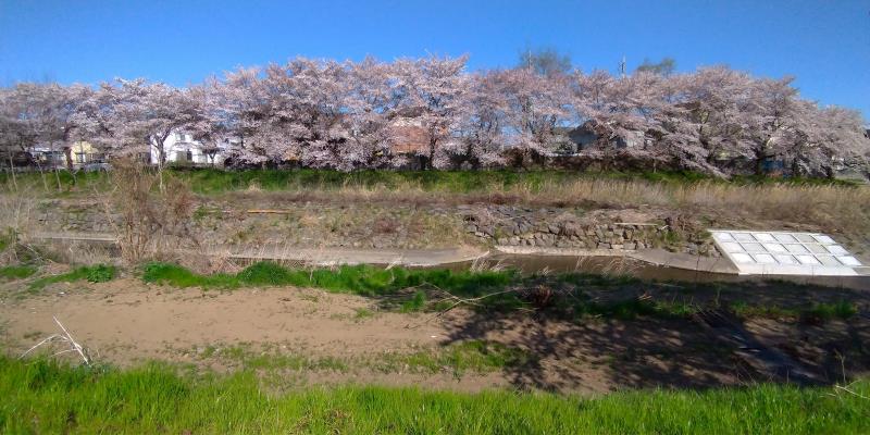 平井川にて対岸の桜を眺めた様子
