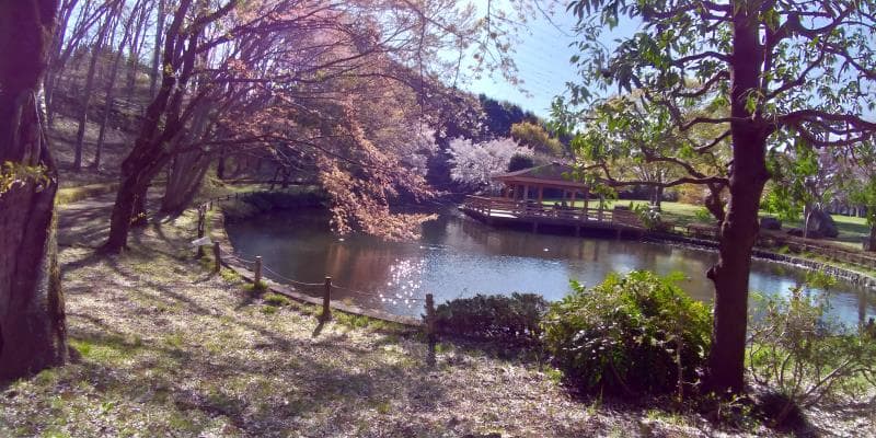 草花公園内の池