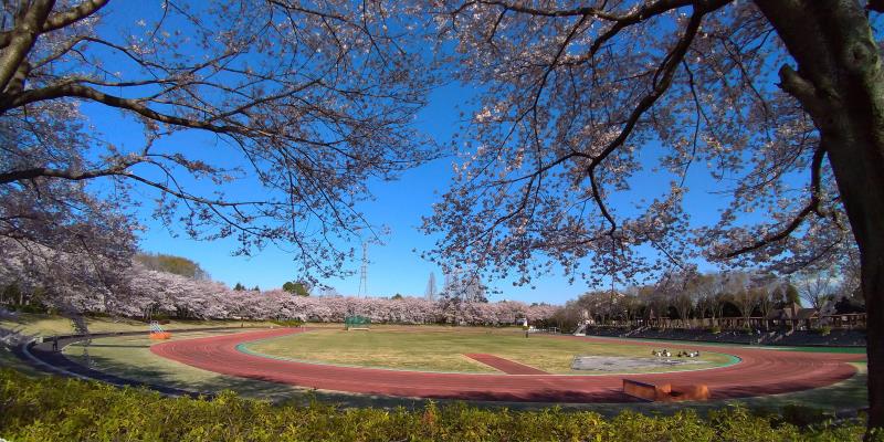 秋留台公園にある陸上競技場と、周囲を囲む桜