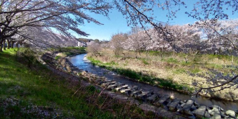 蛇行する平井川と両岸に続く桜