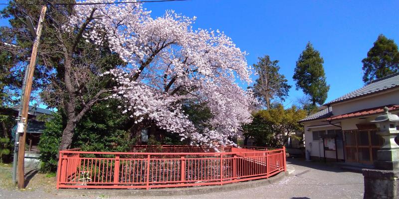 八雲神社の桜