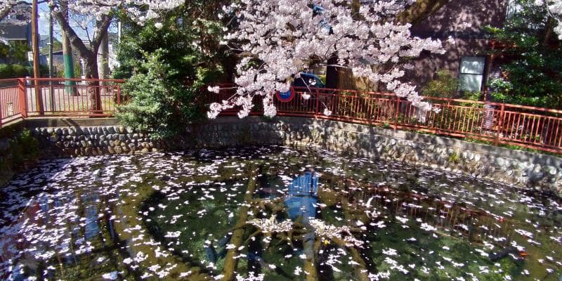 八雲神社の池の水面に浮かぶ桜の花びら