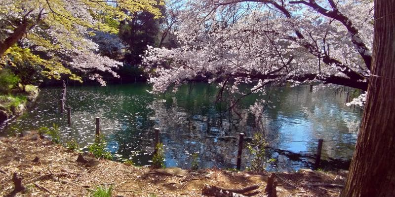 水面に浮かぶ桜が美しい