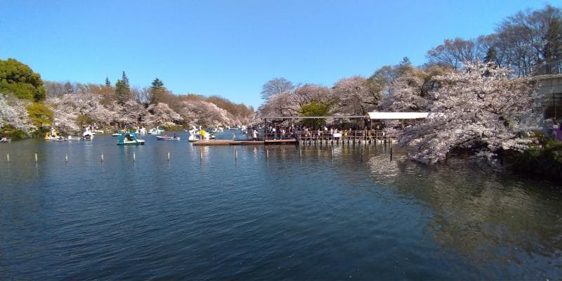 橋から見た井の頭公園の池と桜