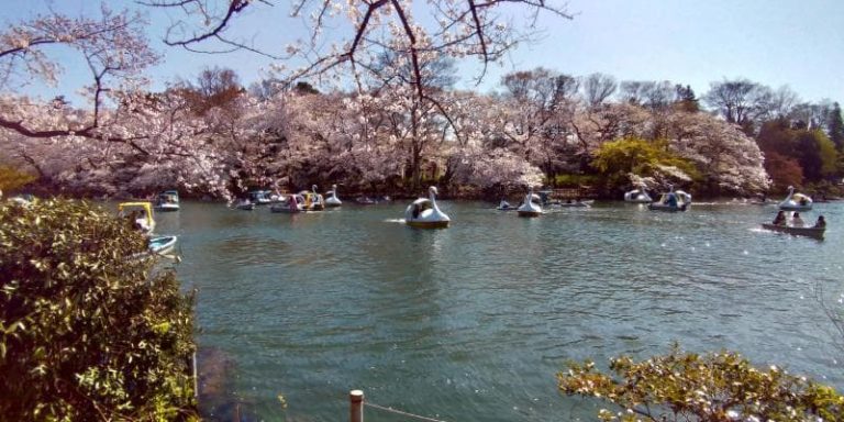 桜をバックに池を泳ぐボート