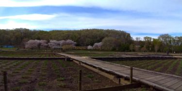 北山公園の菖蒲田から見た西武線と桜