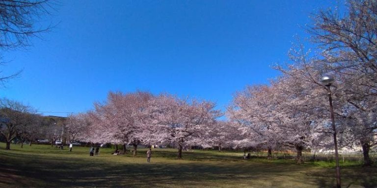 武蔵国分寺跡の広い芝生に並ぶ桜