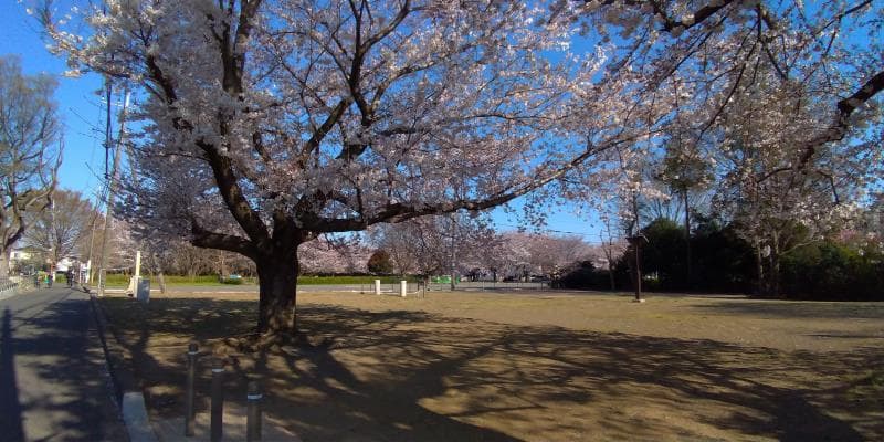 武蔵国分寺跡の桜