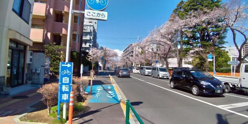 さくら通りの桜並木