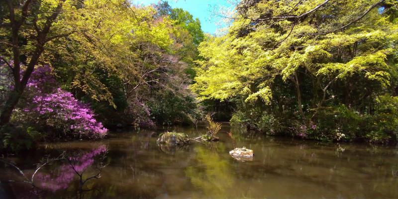 池の水面に木々とピンクの花が映りこむ様子