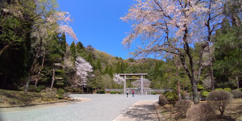 武藏野陵と桜