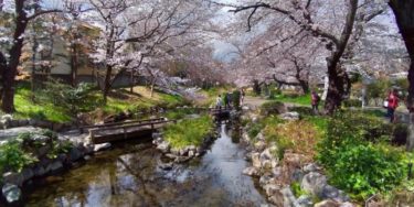 根川緑道の綺麗な川と桜のコラボレーション