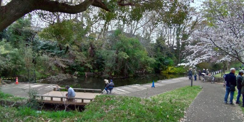 根川緑道の池でカメラを構える人々