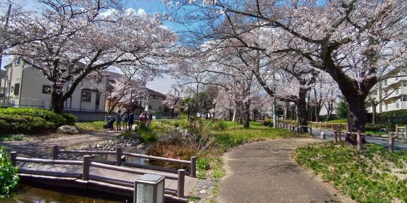 根川緑道の桜と橋