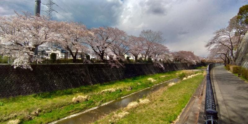 残堀川沿いに並ぶ桜