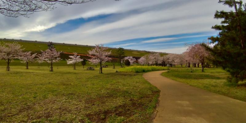 狭山公園の桜