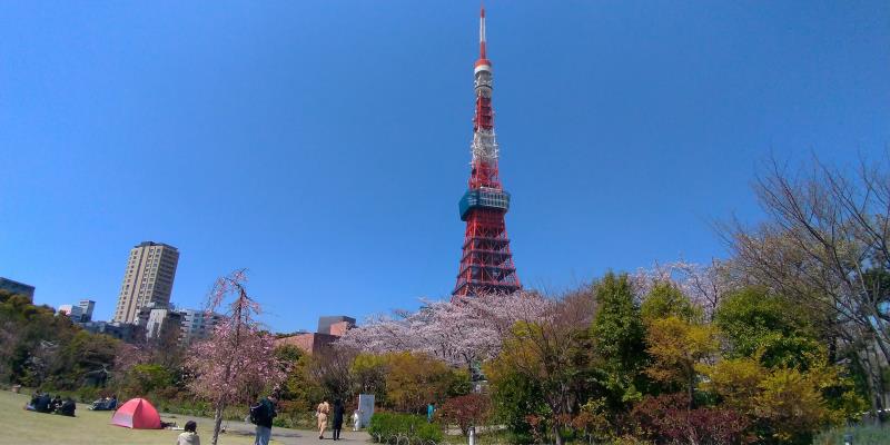 青空に映える東京タワーと桜