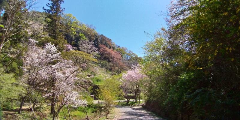 谷から見上げる桜の山