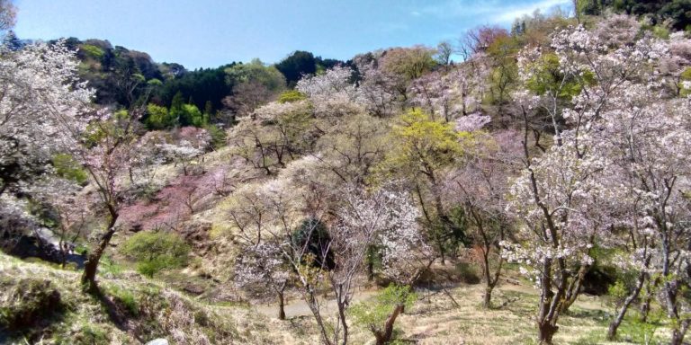 咲き競う多摩森林科学園の桜