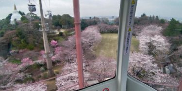 ゴンドラから見たよみうりランドの桜