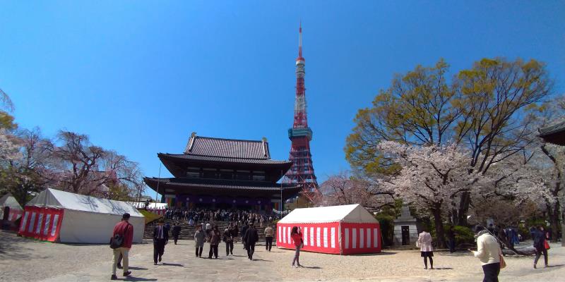 増上寺と東京タワーと桜のコラボレーション