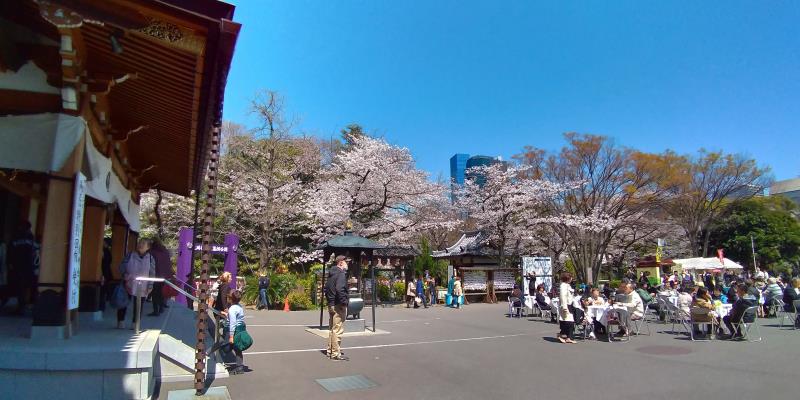 増上寺境内には数は多くないが桜が咲く