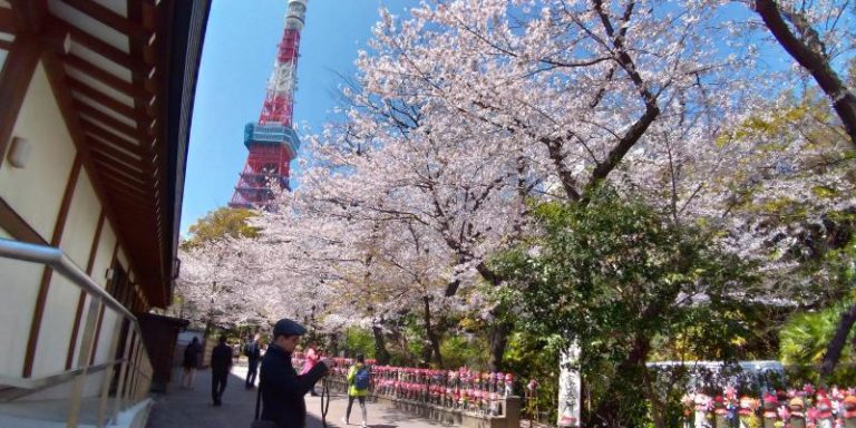 お地蔵様と桜の後ろに東京タワーがそびえる