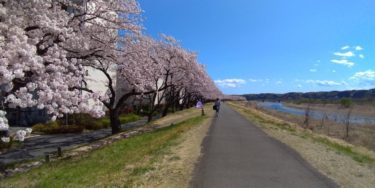 左手に桜並木、右手に多摩川、空は青空