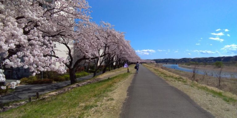 左手に桜並木、右手に多摩川、空は青空
