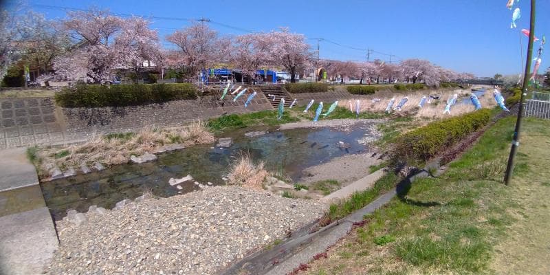 澄んだ川と桜並木