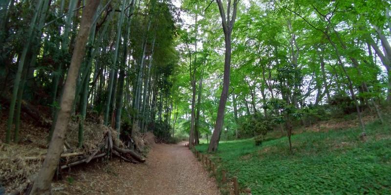 城山公園の雑木林