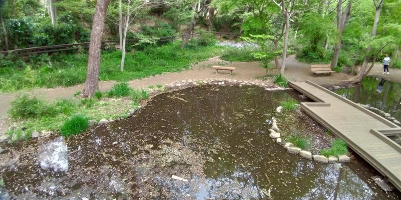 城山公園内の池