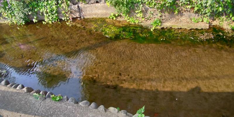 用水路の澄んだ水
